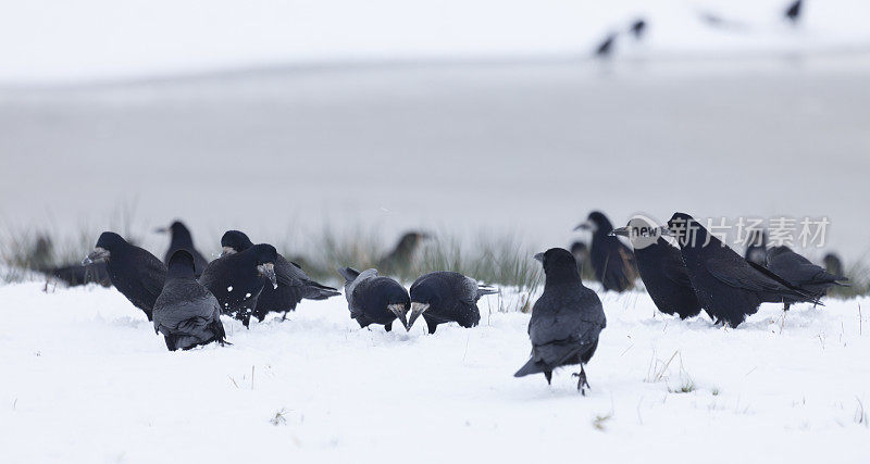 Flock of Rooks, Corvus Frugilegus, foraging in snow, Scotland, UK